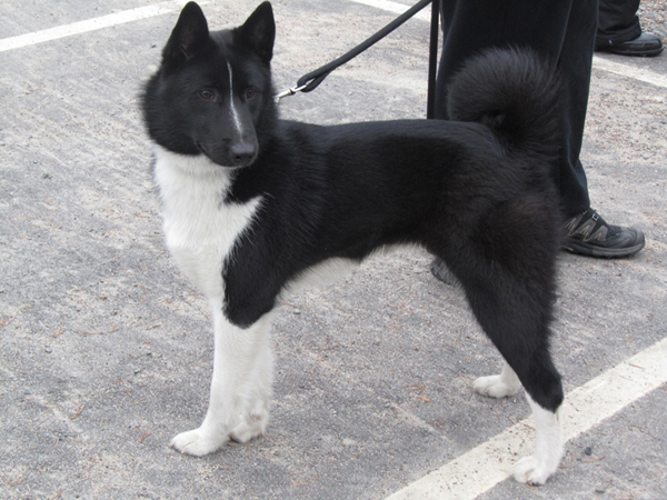 assi